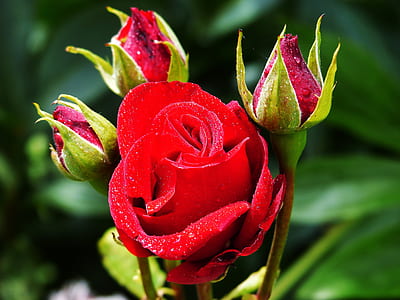 selective focus photo of red petaled flowers thumbnail