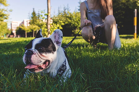 adult white and black English bulldog laying down on grass lawn thumbnail