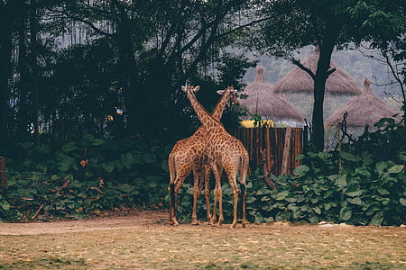 two brown giraffes beside green-leafed trees thumbnail