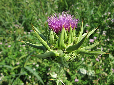 focus photo of purple lesser burdock flower thumbnail