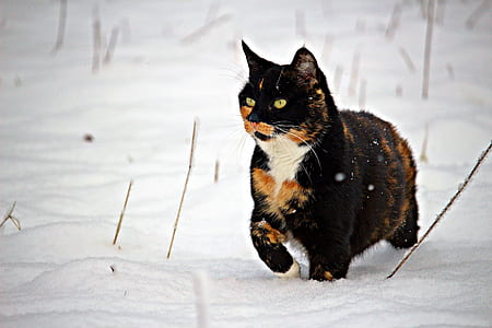 medium-coated black, brown, and white cat thumbnail