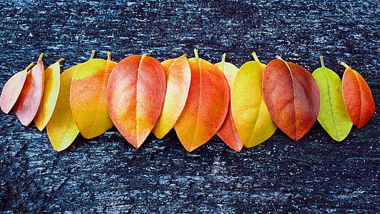 aligned dried leaves on gray surface thumbnail