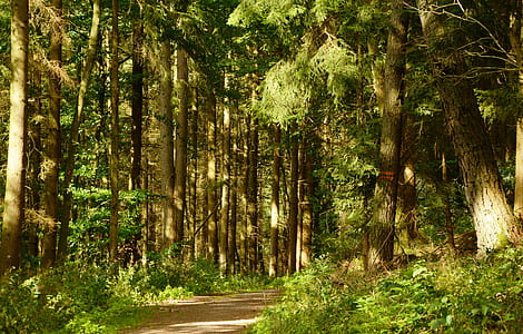 green tree forest photography during daytime thumbnail