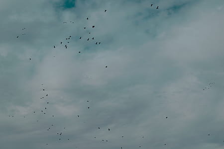 Flock Of Birds Flying Under Cloudy Sky thumbnail