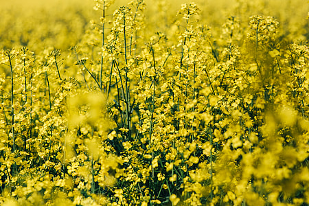 Rape field on a sunny day thumbnail