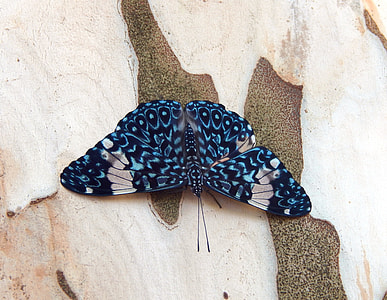 blue and black butterfly on brown concrete wall thumbnail
