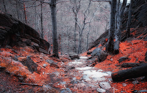 landscape photography of trees thumbnail
