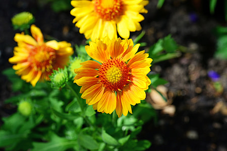 Gaillardia, Blanket Flower thumbnail