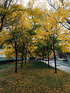pathway between trees thumbnail