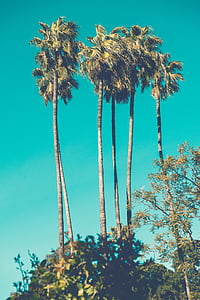 photo of six green coconut trees thumbnail