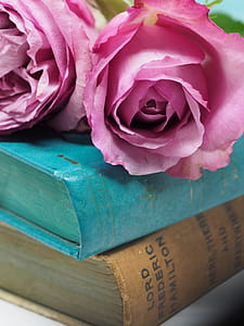 Pink Rose Flower on Blue Hardbound Books thumbnail