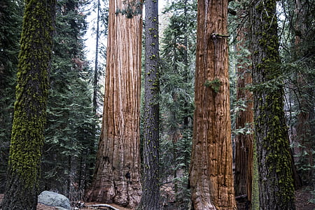 tall trees in jungle thumbnail