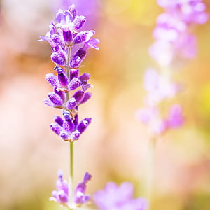 selective focus photography of lavender flower thumbnail