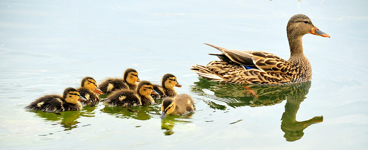 mallard duck lot thumbnail