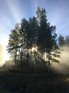 green trees in forest and sunlight thumbnail
