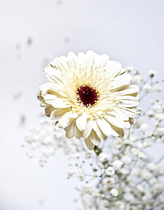 closeup photography of beige and white petaled flower thumbnail
