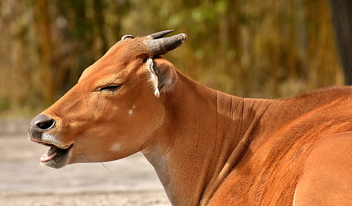 selective focus photography of brown cow thumbnail