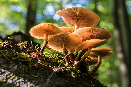 macroshot photo of mushroom thumbnail