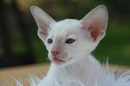 white kitten thumbnail