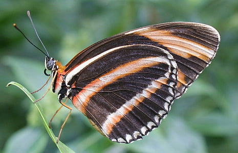 selective focus photography of black, brown, and white striped butterfly perched on green leaf thumbnail