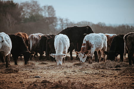 cow, herd, cattle, grazing thumbnail
