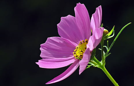closeup photo of purple petaled flower thumbnail