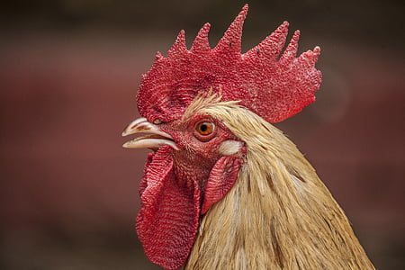 selective focus photography of beige rooster thumbnail