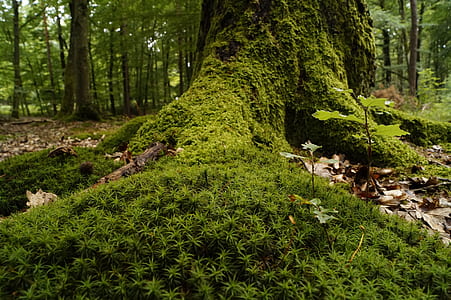 forest and trees thumbnail