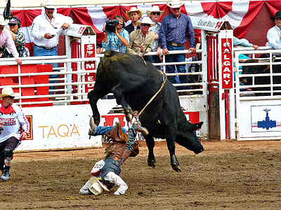 black bull pulling person thumbnail