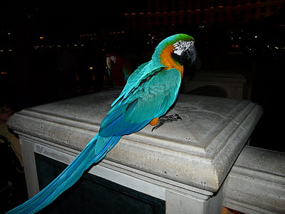 blue parrot standing on railing thumbnail