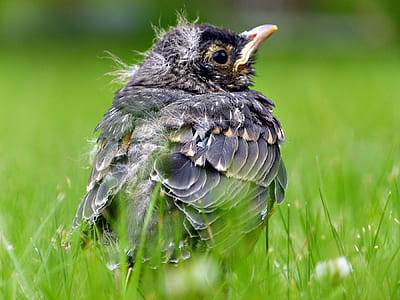 black and yellow bird thumbnail