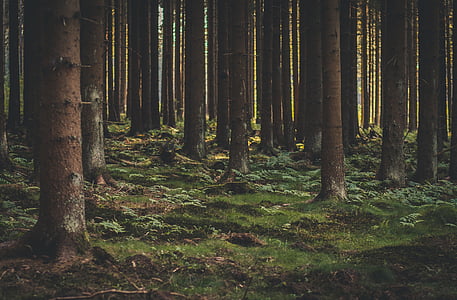 brown trees thumbnail