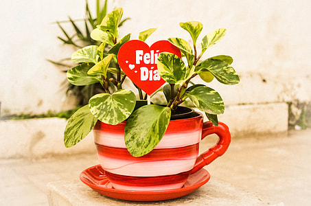 red and white ceramic plant pot thumbnail