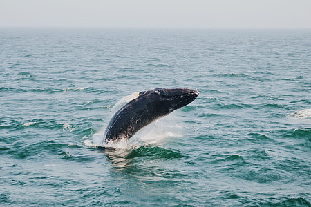 humpback whale thumbnail