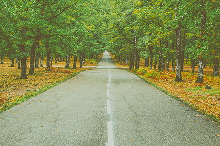 Landscape Photography of Concrete Road Between Trees thumbnail