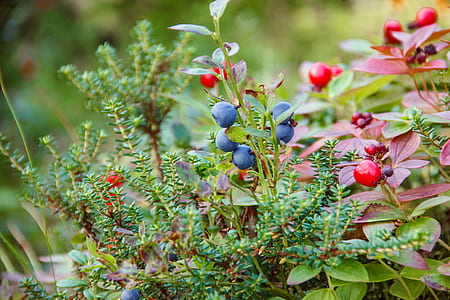 selective focus photography of blueberries thumbnail