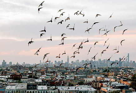 white birds flying over buildings thumbnail