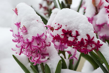 close-up photography of snow on pink petaled flowers thumbnail