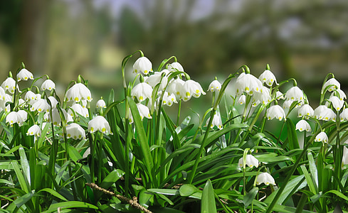 white flowers with green leaves thumbnail