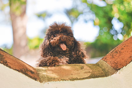 brown toy poodle puppy thumbnail