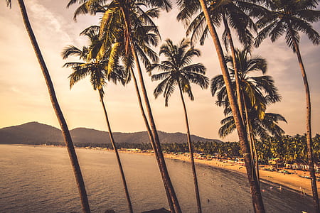 coconut trees at beach thumbnail