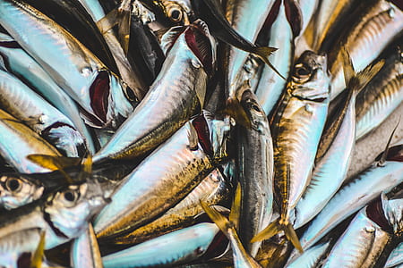 gray-and-white fishes thumbnail