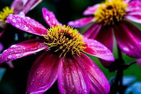 nature, flowers, purple, garden thumbnail