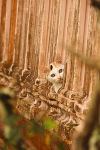 Calico Cat thumbnail