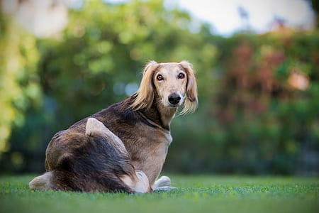 azawakh lying on grass thumbnail