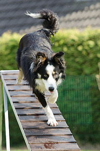 adult black and white border collie walking on board during daytime thumbnail