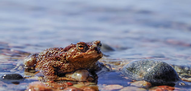 Brown Frog On Body Of Water thumbnail