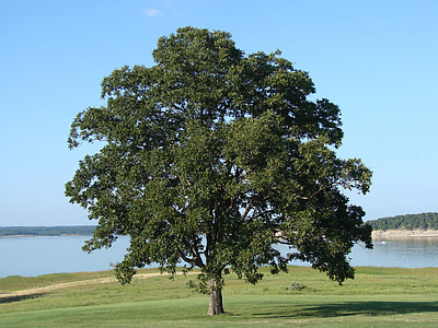 green tree near body of water thumbnail