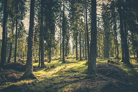 scenery of pine trees thumbnail