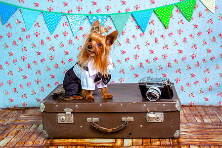 adult tan yorkshire terrier thumbnail